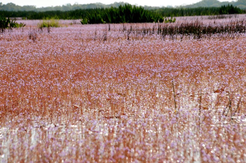 Золотые bladderwort или aurea Utricularia на запасе водоплавающей птицы Thale Noi озера стоковое изображение Золотые bladderwort или aurea Utricularia на запасе водоплавающей птицы Thale Noi озера стоковое изображение