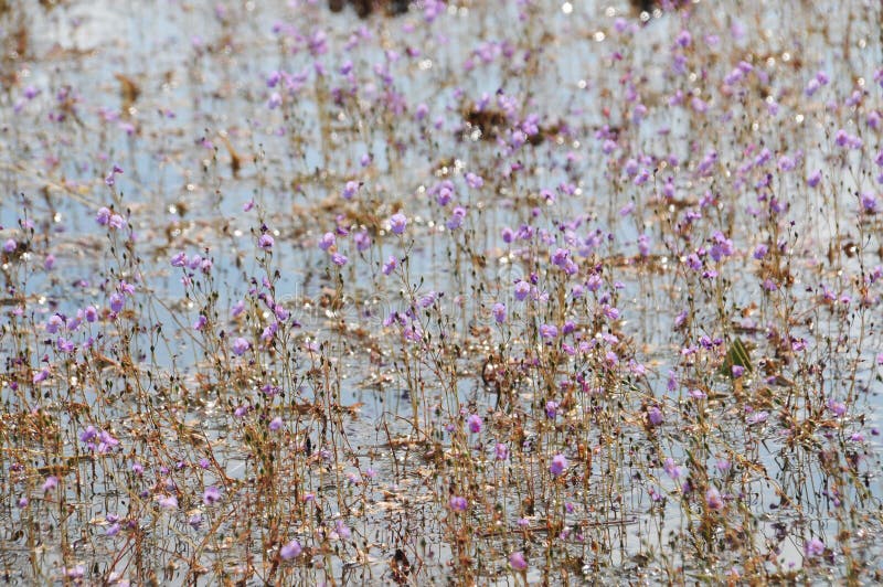 Золотые bladderwort или aurea Utricularia на запасе водоплавающей птицы Thale Noi озера стоковое изображение rf Золотые bladderwort или aurea Utricularia на запасе водоплавающей птицы Thale Noi озера стоковое изображение rf