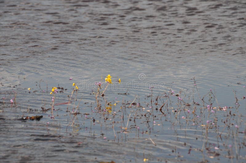 Золотые bladderwort или aurea Utricularia на запасе водоплавающей птицы Thale Noi озера стоковые изображения rf Золотые bladderwort или aurea Utricularia на запасе водоплавающей птицы Thale Noi озера стоковые изображения rf