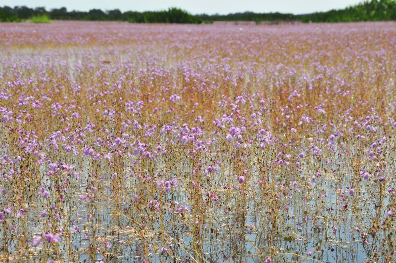 Золотые bladderwort или aurea Utricularia на запасе водоплавающей птицы Thale Noi озера стоковые изображения Золотые bladderwort или aurea Utricularia на запасе водоплавающей птицы Thale Noi озера стоковые изображения