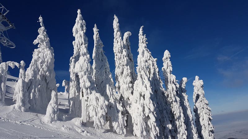 Замороженные ели в Charpatians Montains стоковые изображения rf Замороженные ели в Charpatians Montains стоковые изображения rf