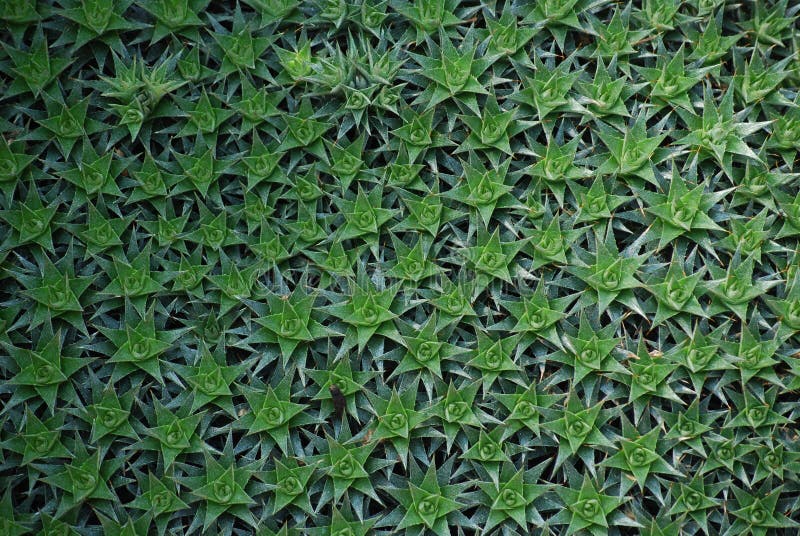 Зеленый естественный ковер звезды сформировал Succulents стоковые фотографии rf Зеленый естественный ковер звезды сформировал Succulents стоковые фотографии rf