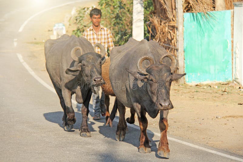 Индия, Hampi, 31-ое января 2018 Чабан управляет черными буйволами вдоль дороги стоковые изображения rf Индия, Hampi, 31-ое января 2018 Чабан управляет черными буйволами вдоль дороги стоковые изображения rf