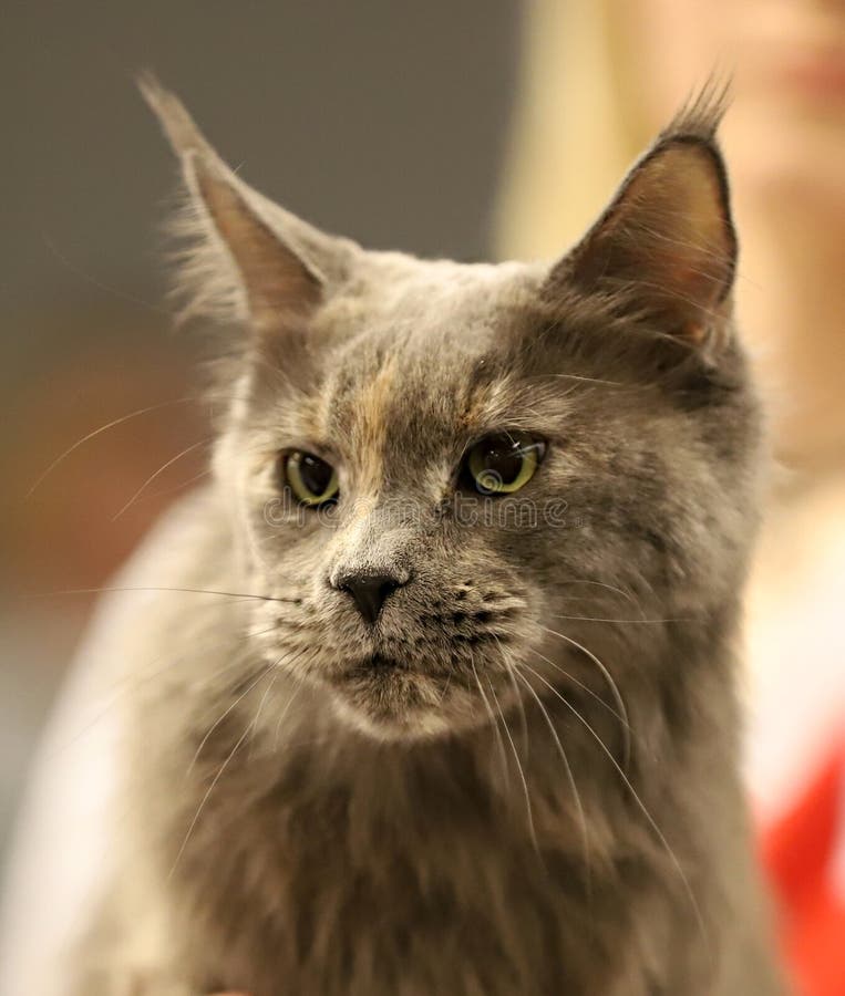 Кот, красивый портрет чистоплеменного кота стоковое фото Кот, красивый портрет чистоплеменного кота стоковое фото