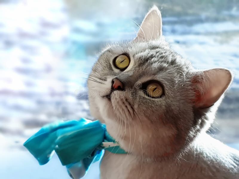 Коты кота милые смешные великобританские белые серые стоковое изображение rf Коты кота милые смешные великобританские белые серые стоковое изображение rf