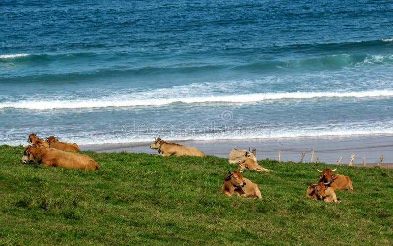 Коровы отдыхая на береговой линии Бискайского залива, Астурии, маршрута Camino del Norte, северного побережья зеленой Испании стоковые фото Коровы отдыхая на береговой линии Бискайского залива, Астурии, маршрута Camino del Norte, северного побережья зеленой Испании стоковые фото