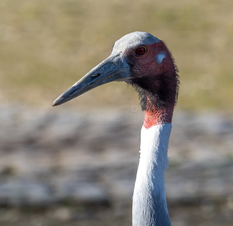 Кран Sarus, Антигона Grus также известная как индийский кран sarus стоковое фото Кран Sarus, Антигона Grus также известная как индийский кран sarus стоковое фото