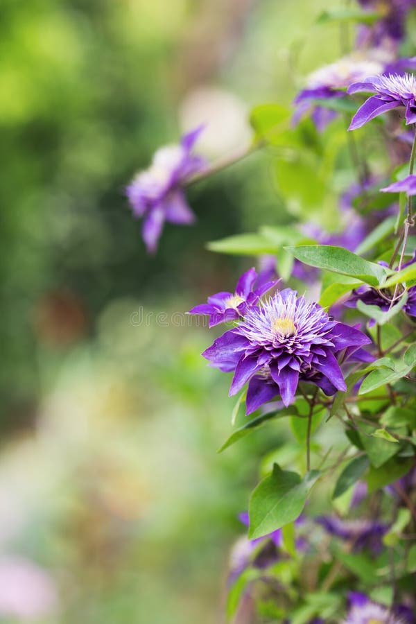 Красивые цветки пурпурного clematis на солнечной запачканной предпосылке стоковая фотография Красивые цветки пурпурного clematis на солнечной запачканной предпосылке стоковая фотография