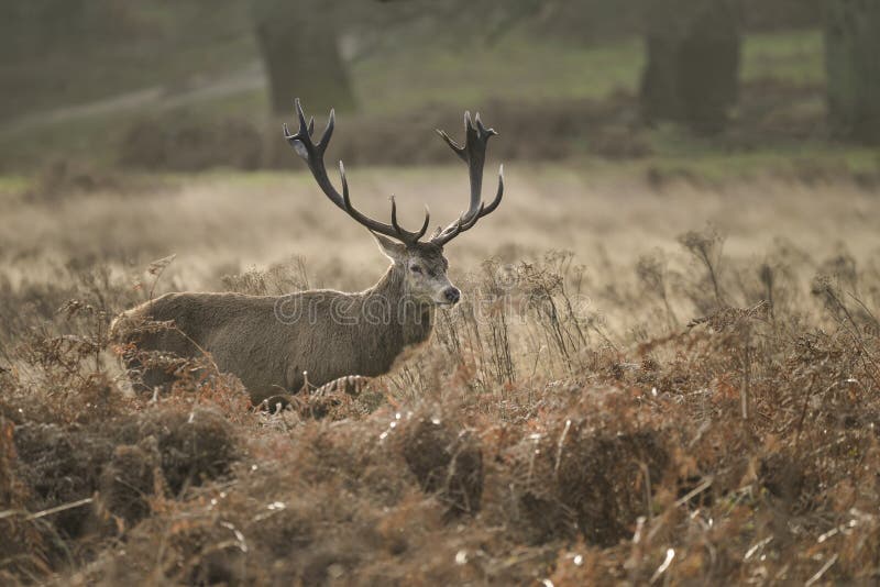 Красивый Cervus Elaphus рогача красных оленей с величественными antelrs в ландшафте падения осени froest стоковое изображение rf Красивый Cervus Elaphus рогача красных оленей с величественными antelrs в ландшафте падения осени froest стоковое изображение rf