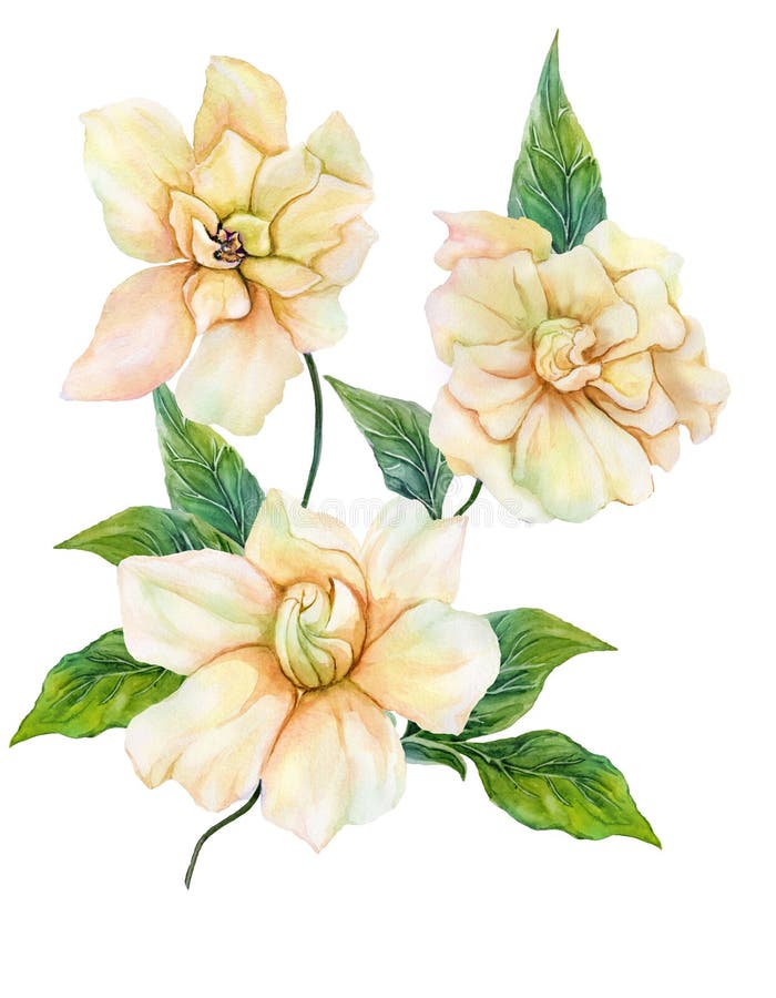 Красивый желтый цветок жасмина накидки gardenia на хворостине с зелеными листьями Тропический цветок изолированный на белой предп иллюстрация вектора Красивый желтый цветок жасмина накидки gardenia на хворостине с зелеными листьями Тропический цветок изолированный на белой предп иллюстрация вектора