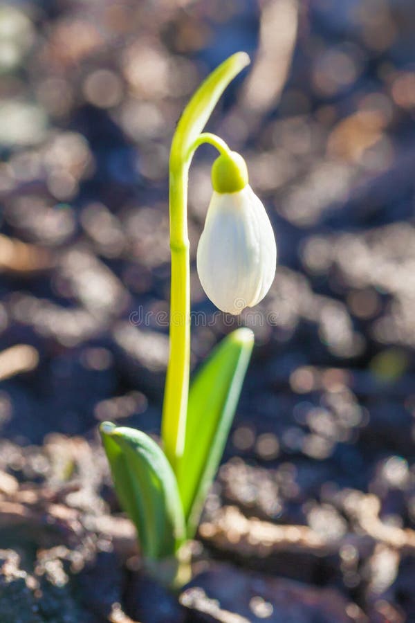 Красивый конец Snowdrop белого цветка одного вверх, предпосылка bokeh, мягкий фокус Первый цветок Galantus Rivalis весны стоковые фотографии rf Красивый конец Snowdrop белого цветка одного вверх, предпосылка bokeh, мягкий фокус Первый цветок Galantus Rivalis весны стоковые фотографии rf