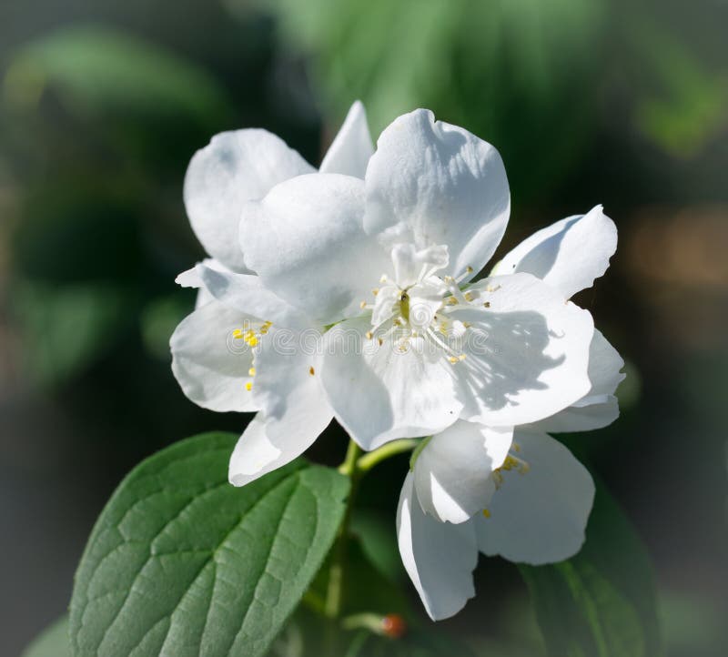 Крупный план макроса цветка жасмина Coronarius l Philadelphus Жасмин цветения стоковые изображения rf Крупный план макроса цветка жасмина Coronarius l Philadelphus Жасмин цветения стоковые изображения rf
