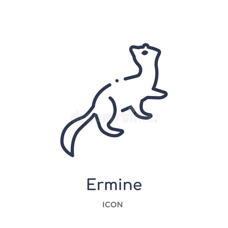 Линейный значок ermine от животных и собрания плана живой природы Тонкая линия вектор ermine изолированный на белой предпосылке e иллюстрация штока Линейный значок ermine от животных и собрания плана живой природы Тонкая линия вектор ermine изолированный на белой предпосылке e иллюстрация штока