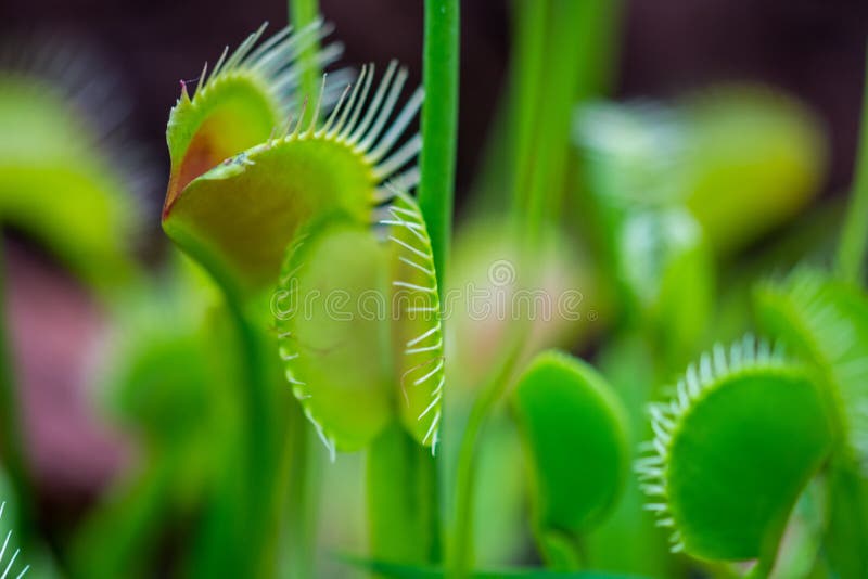 Лист ловушки завода muscipula dionaea плотоядного Взгляд крупного плана к листьям и насекомому внутрь стоковое фото Лист ловушки завода muscipula dionaea плотоядного Взгляд крупного плана к листьям и насекомому внутрь стоковое фото