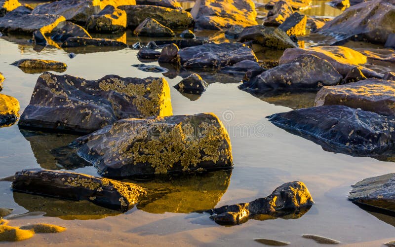 Мирная предпосылка природы утесов предусматриванных в морской водоросли, кладя в лужицу воды на пляж стоковая фотография rf Мирная предпосылка природы утесов предусматриванных в морской водоросли, кладя в лужицу воды на пляж стоковая фотография rf