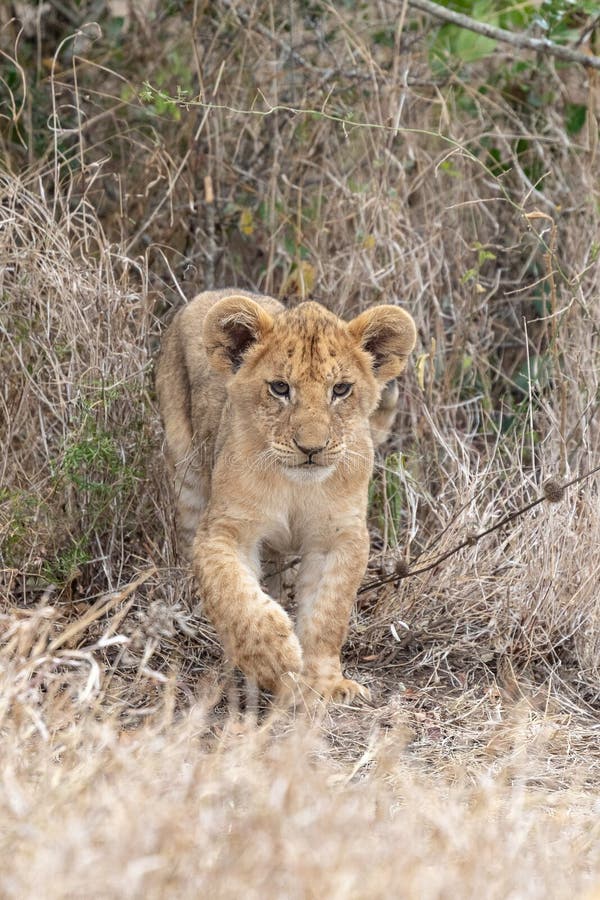 Новичок льва преследуя в злаковиках на Masai Mara, Кении Африке стоковые изображения Новичок льва преследуя в злаковиках на Masai Mara, Кении Африке стоковые изображения