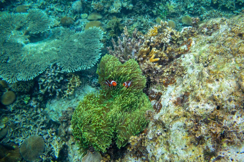 Подводный ландшафт с коралловым рифом и оранжевыми clownfish Рыбы клоуна в ветренице Тропический seashore или ныряя стоковые фото Подводный ландшафт с коралловым рифом и оранжевыми clownfish Рыбы клоуна в ветренице Тропический seashore или ныряя стоковые фото