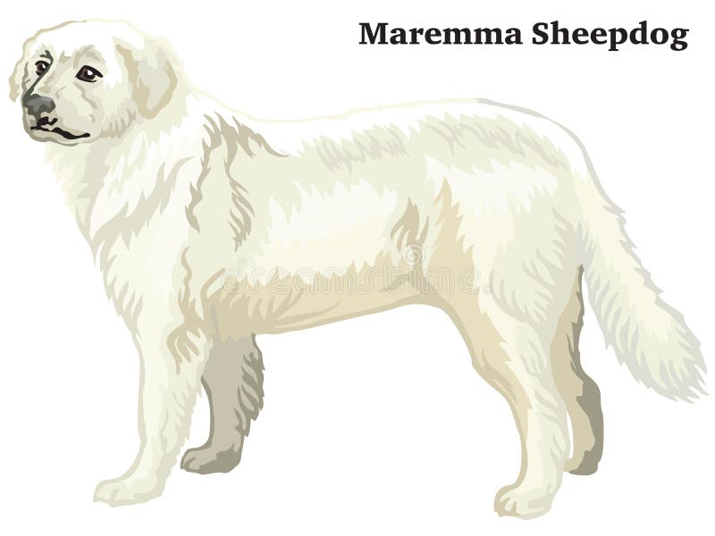 Покрашенный декоративный стоящий портрет иллюстрации вектора овчарки Maremma иллюстрация вектора Покрашенный декоративный стоящий портрет иллюстрации вектора овчарки Maremma иллюстрация вектора