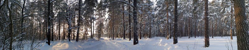панорама 2 проселочной дороги малой страны в лесе зимы с солнечностью на деревьях стоковые фотографии rf