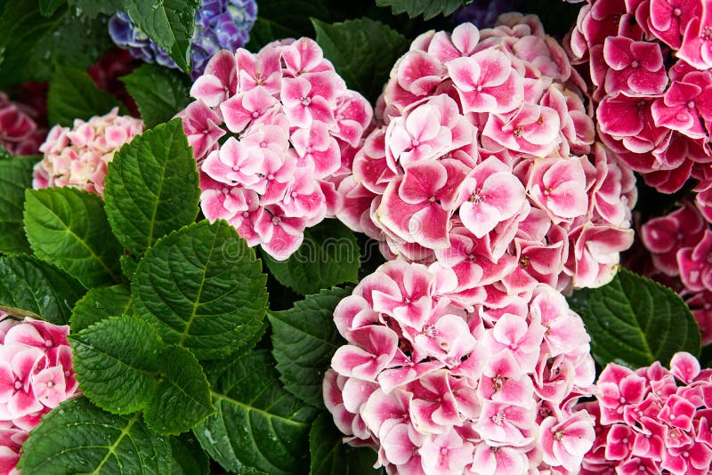 Пинк, синь, сирень, фиолет, пурпурный цветок гортензии (macrophylla гортензии) зацветая весной и лето в саде hydrangea стоковое изображение Пинк, синь, сирень, фиолет, пурпурный цветок гортензии (macrophylla гортензии) зацветая весной и лето в саде hydrangea стоковое изображение