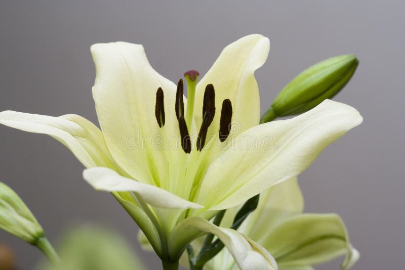 Мadonna lily flower