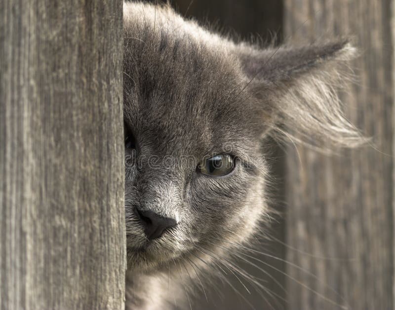 Кitten peeks out,looks into the camera with one eye. Кitten peeks out,looks into the camera with one eye.