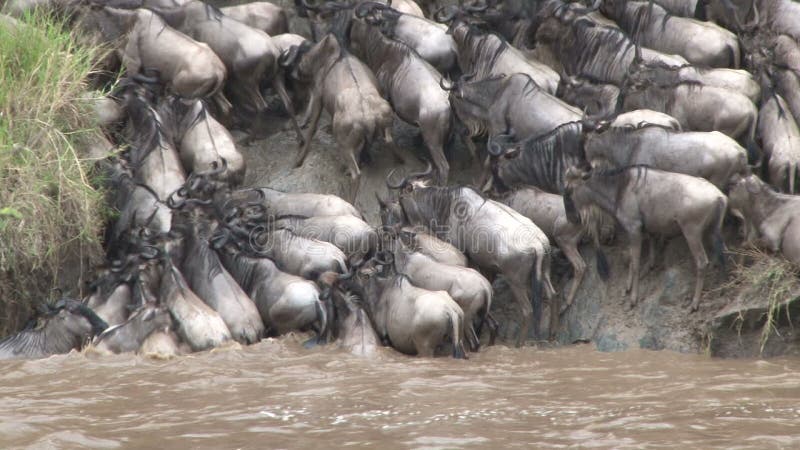 Ñus que cruzan el río de Mara.