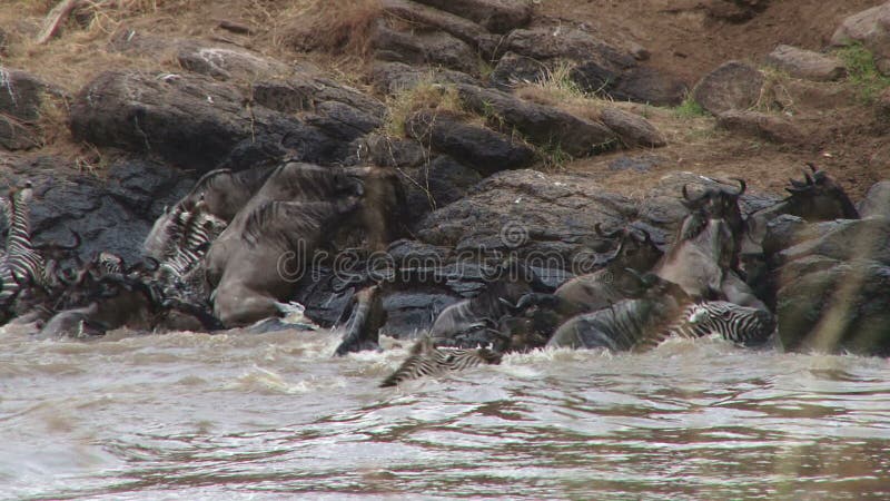 Ñus que cruzan el río de Mara.