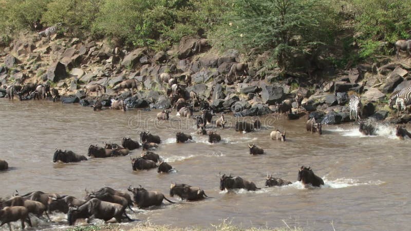 Ñus que cruzan un río