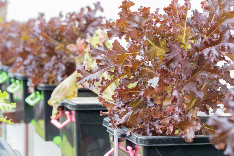 Свежая органическая культура красного дуба в aquaponic или hydroponic сельском хозяйстве E стоковое изображение Свежая органическая культура красного дуба в aquaponic или hydroponic сельском хозяйстве E стоковое изображение