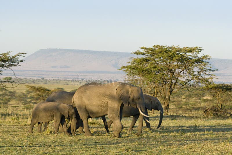 Семья африканского слона идя в Maasai Mara стоковое фото rf Семья африканского слона идя в Maasai Mara стоковое фото rf