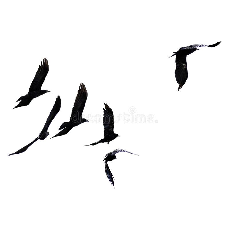 Силуэт черных птиц starlings и грачонк летая в стадо в расстоянии на белизне изолировал предпосылку стоковая фотография
