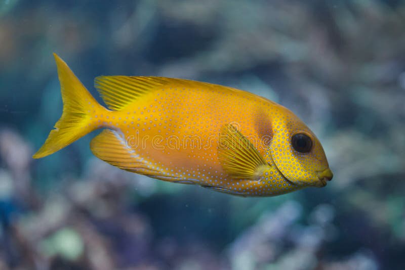 Сине-запятнанное corallinus Siganus spinefoot стоковое фото rf