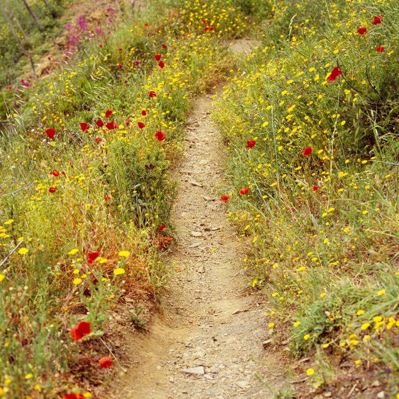 След через сельские wildflowers сельской местности, Cinque Terre пути тропы идя, Италия стоковое фото След через сельские wildflowers сельской местности, Cinque Terre пути тропы идя, Италия стоковое фото