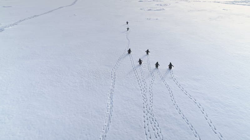 Смешная антенна земли снега прогулки пингвина gentoo назад видеоматериал
