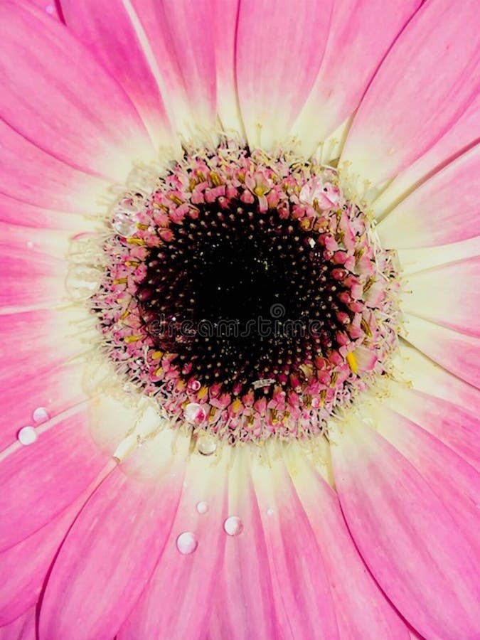 Яркая розовая маргаритка Gerbera стоковая фотография Яркая розовая маргаритка Gerbera стоковая фотография