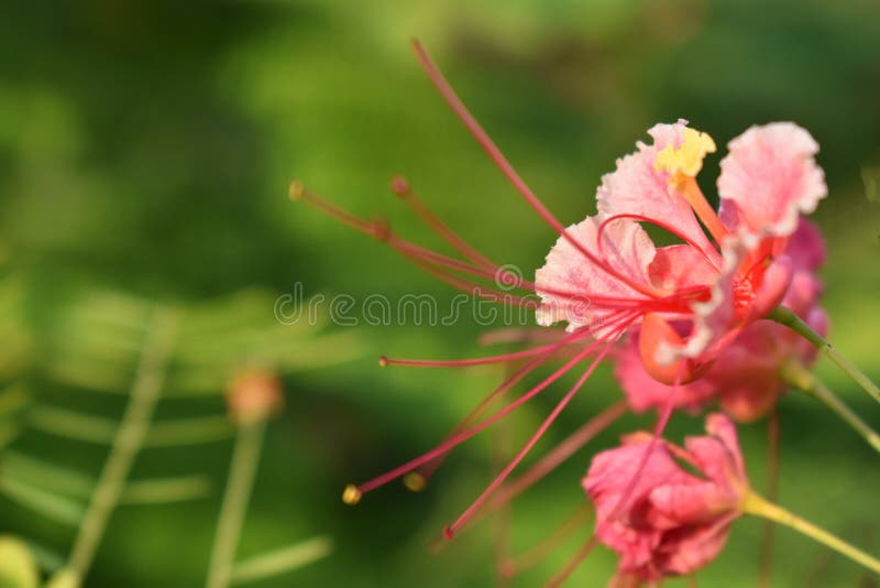 Уникальный тип королевского цветения poinciana в саде Оно показывает красоту природы этот цвет цветка редок стоковые фотографии rf Уникальный тип королевского цветения poinciana в саде Оно показывает красоту природы этот цвет цветка редок стоковые фотографии rf