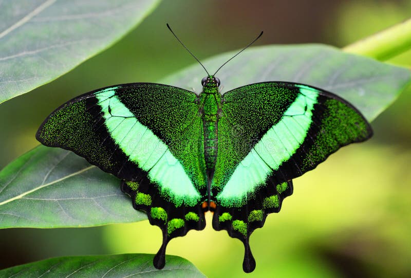Тропическая бабочка изумрудное Swallowtail или Зелен-соединенный павлин, palinurus Papilio стоковое изображение Тропическая бабочка изумрудное Swallowtail или Зелен-соединенный павлин, palinurus Papilio стоковое изображение