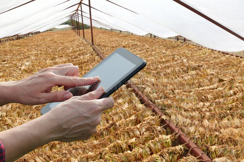Фермер или agronomist проверяют засыхание табака и высчитывают стоковое изображение Фермер или agronomist проверяют засыхание табака и высчитывают стоковое изображение