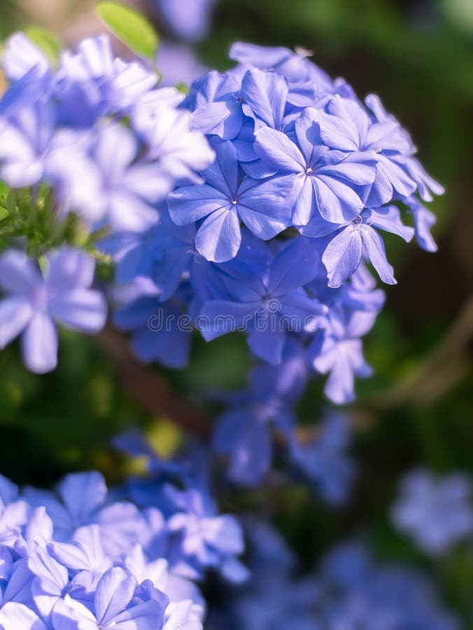 Цветок leadwort накидки крупного плана стоковые фотографии rf Цветок leadwort накидки крупного плана стоковые фотографии rf