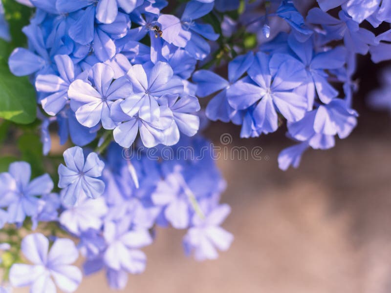 Цветок leadwort накидки крупного плана иллюстрация вектора Цветок leadwort накидки крупного плана иллюстрация вектора