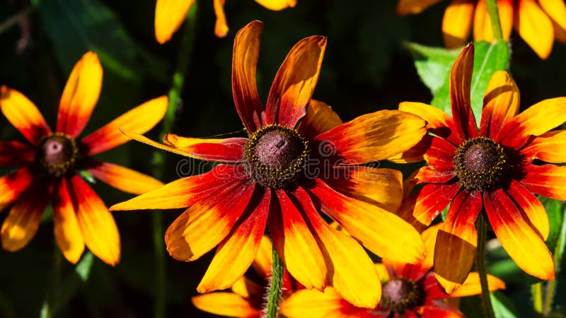 Цветки hirta черного наблюданного Сьюзан, Rudbeckia, красных и оранжевых на предпосылке flowerbed, выборочном фокусе, мелком DOF стоковые фотографии rf Цветки hirta черного наблюданного Сьюзан, Rudbeckia, красных и оранжевых на предпосылке flowerbed, выборочном фокусе, мелком DOF стоковые фотографии rf