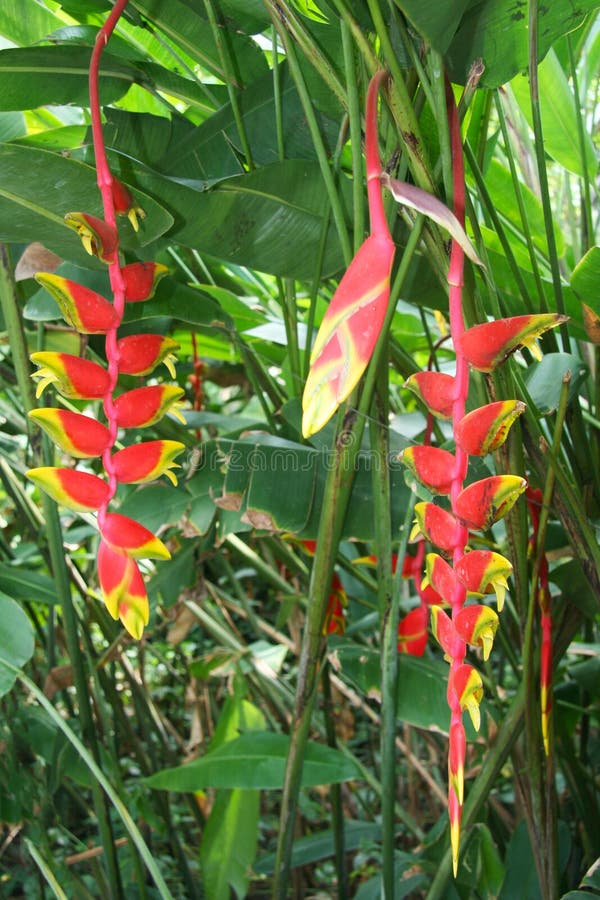 Цветки palulu цветка bihai Heliconia красные, ярких и красочных тропические на предпосылке зеленых листьев Естественный сад, Таил стоковые фото Цветки palulu цветка bihai Heliconia красные, ярких и красочных тропические на предпосылке зеленых листьев Естественный сад, Таил стоковые фото