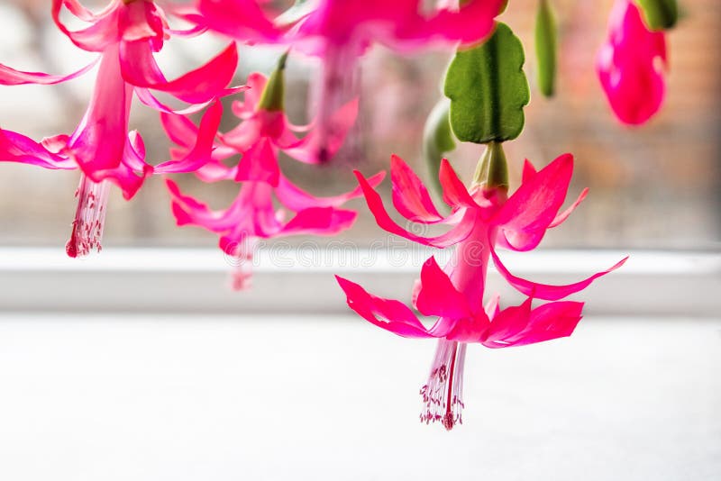 Цветки Schlumbergera кактуса рождества Красивое розовое truncata Schlumbergera, обыкновенно известное как кактус рождества стоковые фотографии rf Цветки Schlumbergera кактуса рождества Красивое розовое truncata Schlumbergera, обыкновенно известное как кактус рождества стоковые фотографии rf