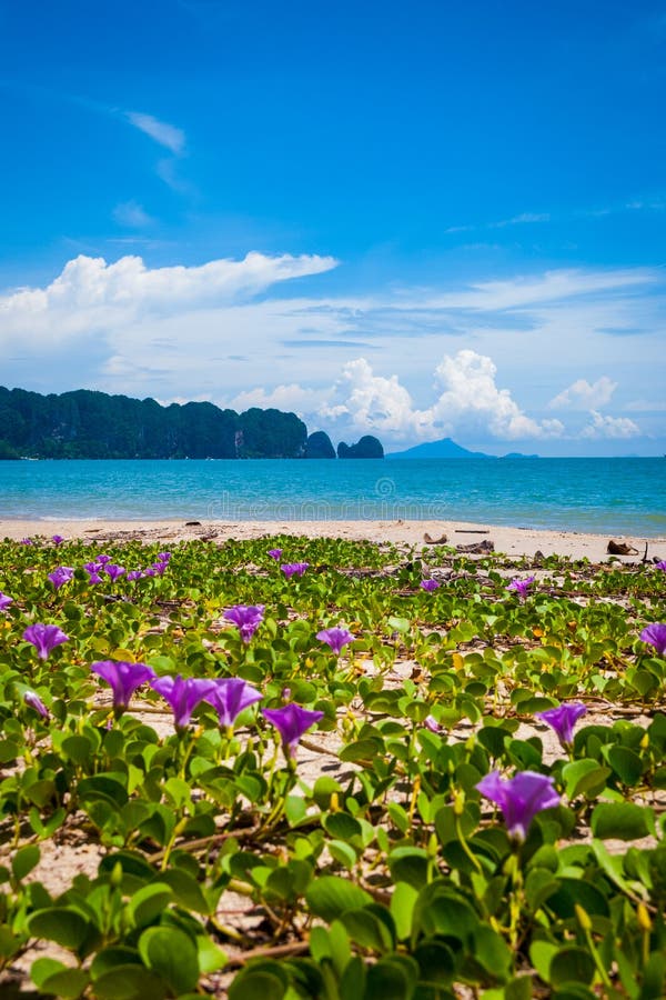 Цветки на пляже Krabi, Таиланде стоковое фото Цветки на пляже Krabi, Таиланде стоковое фото