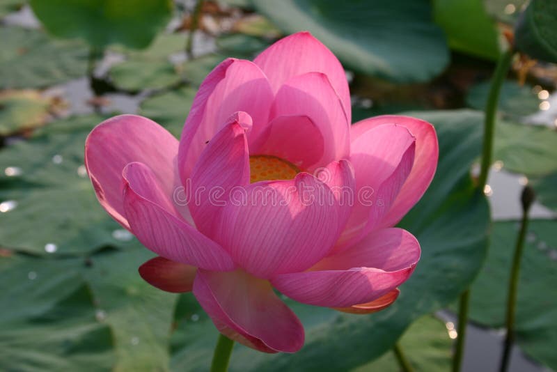 Цветя индийское nucifera Nelumbo лотоса стоковое фото Цветя индийское nucifera Nelumbo лотоса стоковое фото
