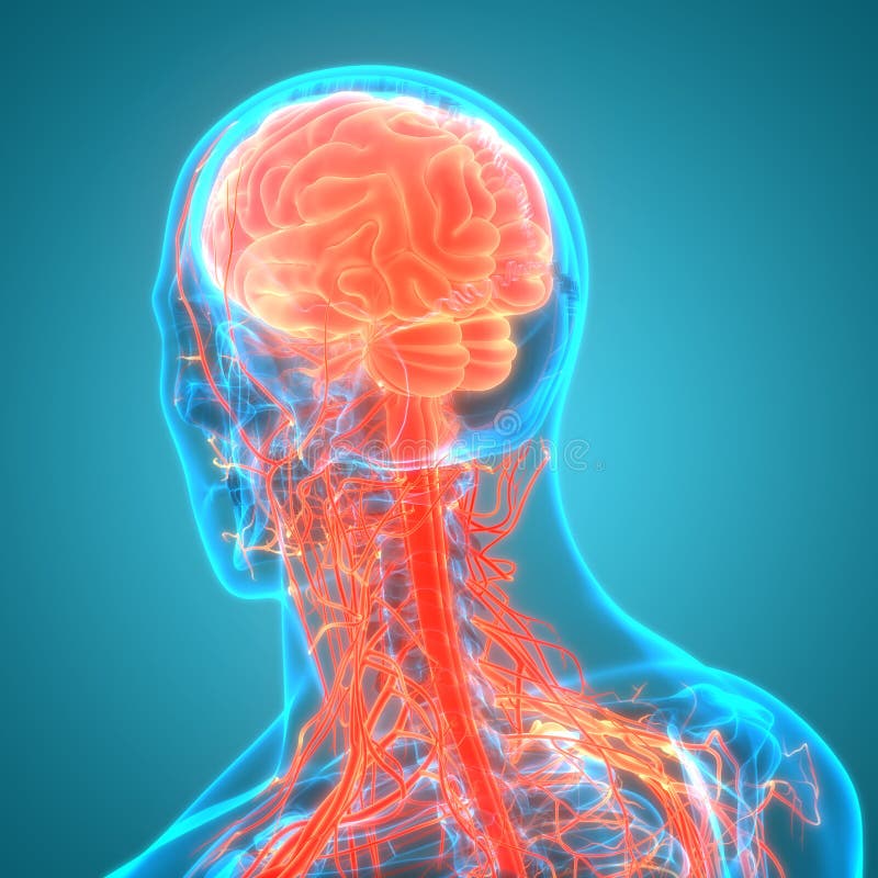 órgano central del sistema nervioso humano anatomía cerebral