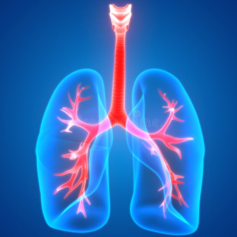 Órganos del cuerpo humano (anatomía de los pulmones) libre illustration Órganos del cuerpo humano (anatomía de los pulmones) libre illustration