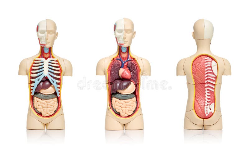 Three views of a model of human body showing internal organs. Three views of a model of human body showing internal organs