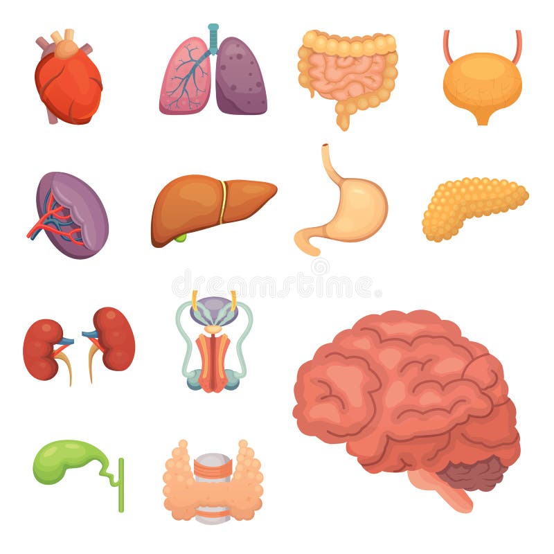 Colección De órganos Internos Vectores En Estilo De Caricatura Anatomía